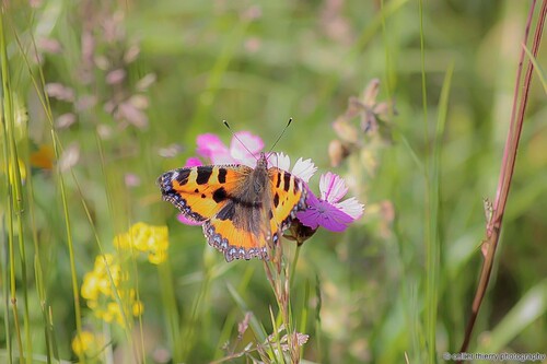 Une petite tortue si si !!!! - Aglais urticae - Hauteville (01) - Mai 2020