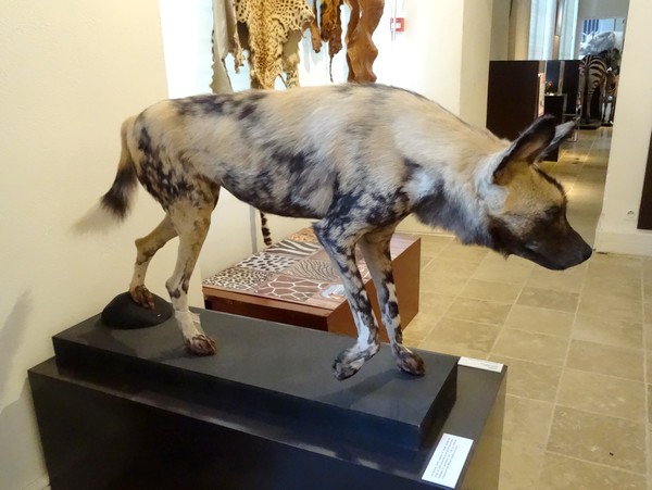 "Savane", une très belle exposition au musée Buffon de Montbard