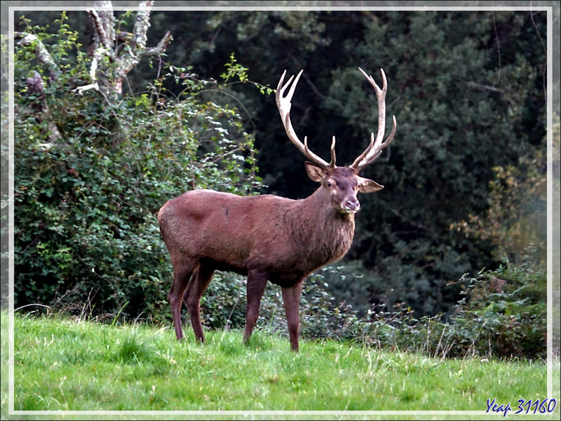 08/10/2021, 19 h 30 :  en fait c'est un cerf 13 cors (7 à gauche et 6 à droite) - Lartigau - Milhas - 31