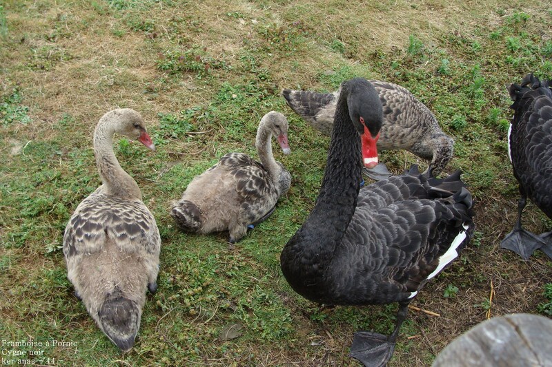 La famille cygne noir 