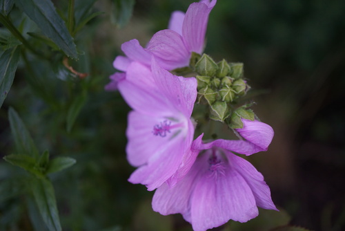 mauve musquée