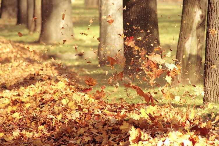 205868__leaves-autumn-nature-air-wind_p
