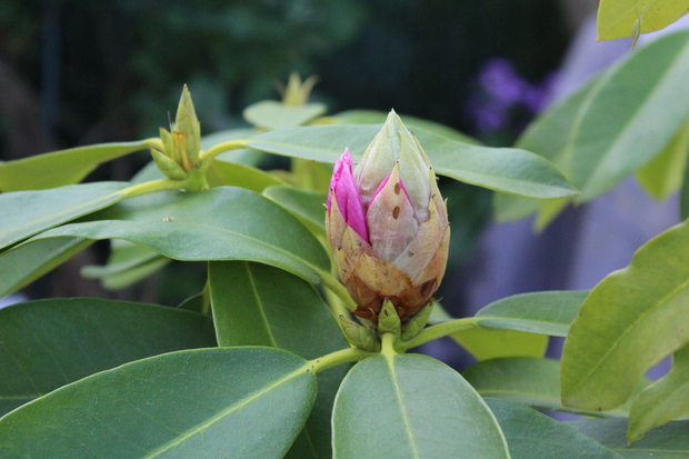 Rhododendron