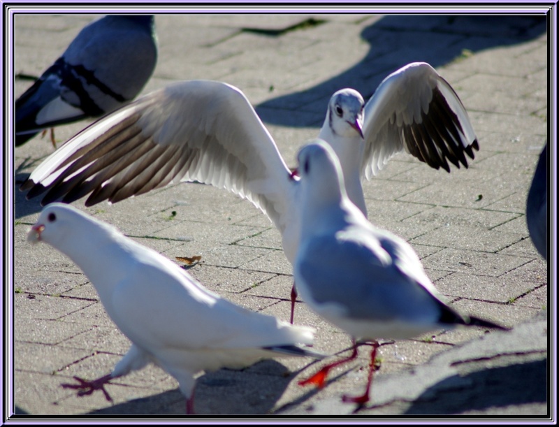 Ballet des mouettes sur les quais de La Rochelle