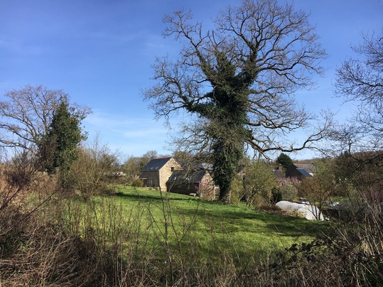 Peut être une image de arbre et nature