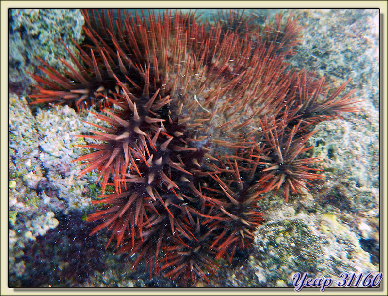 Acanthaster pourpre (Acanthaster planci) - Lagon des Tipaniers - Moorea - Polynésie française