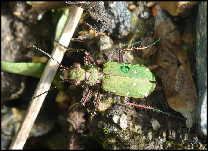 Cicindela Campestris. 