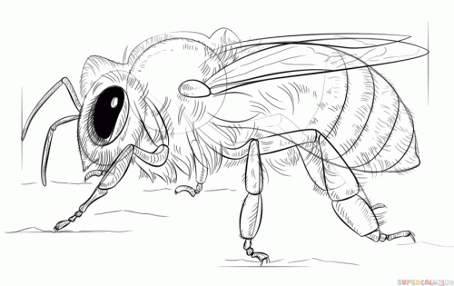 Dessin et peinture - vidéo 3934 : Comment dessiner et peindre abeilles ou bourdons ? - plusieurs médiums.