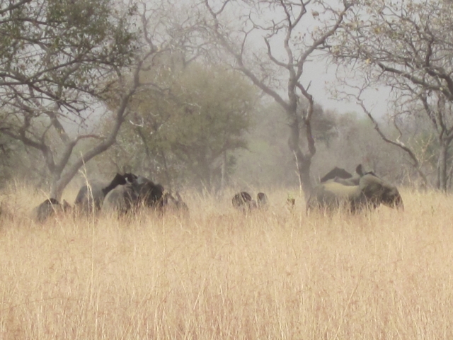 Bénin Parc de la Pendjari Elephants
