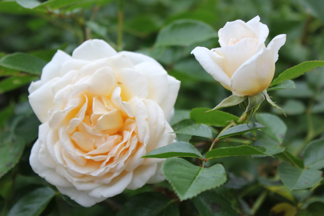 rose crème 'Covent garden' d'Harkness