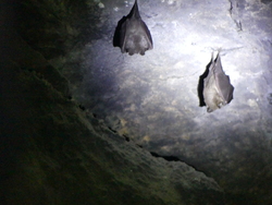 les chauves souris dans le nuraghe