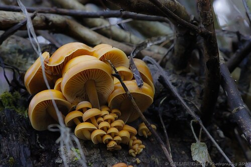 La Collybie à pied velouté - Flammulina Velutipes - Janvier 2017