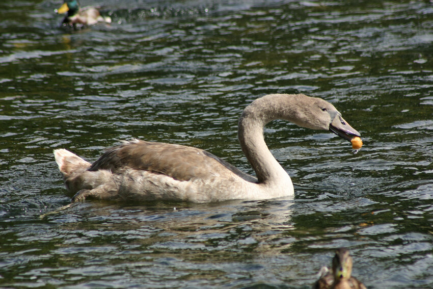 rencontre sur le Loing