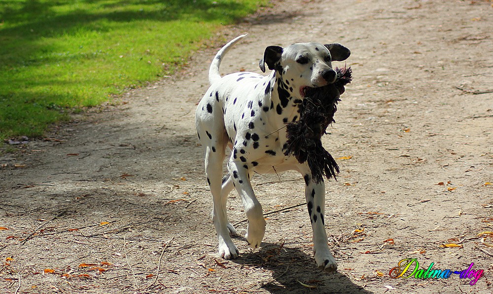  chacun sa corde