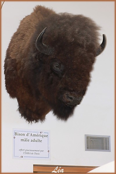Animaux-2758-tete-bison-amerique.jpg