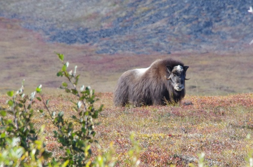 Jour 7 - Nome, Kangarok road