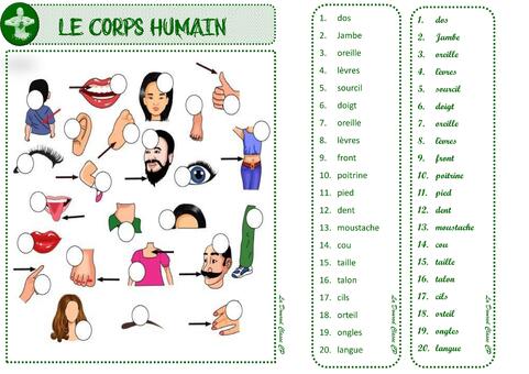 Atelier le corps humain