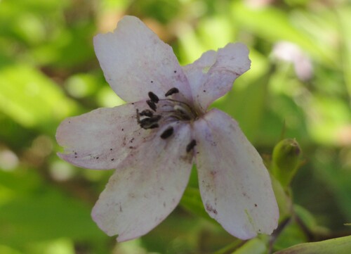 Fleurs roses