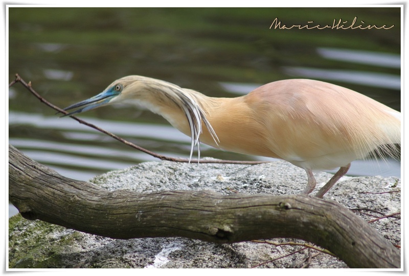 ANIMAUX DU PARC