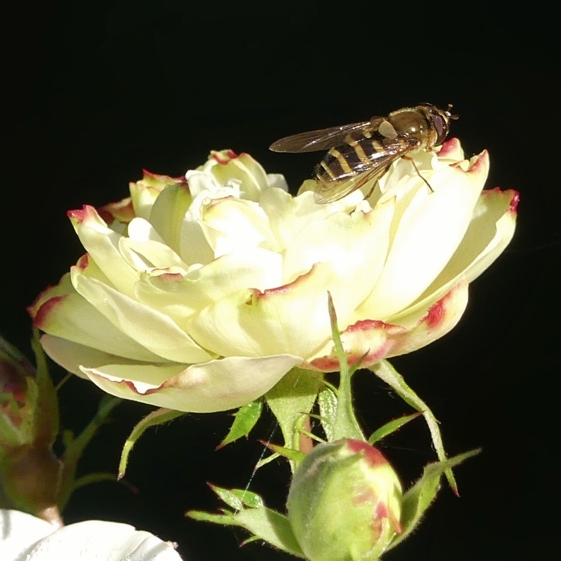 Novembre n'arrête pas les roses...