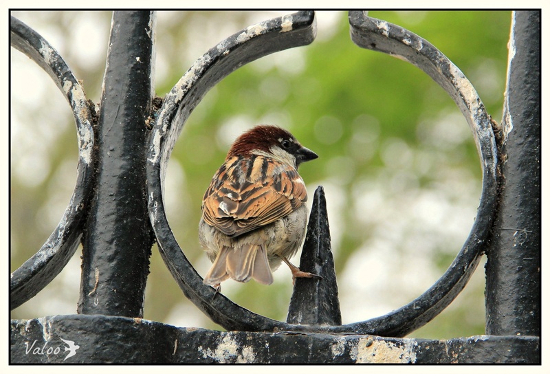 Moineau