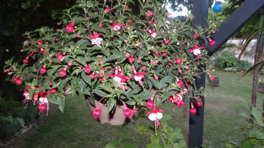 Quelques Fleurs pour Vous !! (le Fuchsia)