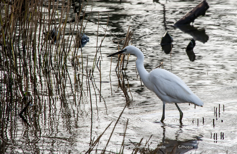 L'Aigrette Garzette