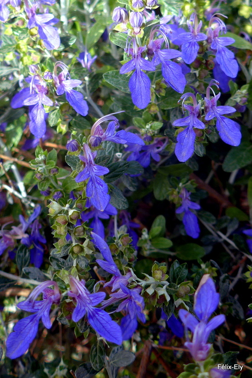 Jolies petites fleurs bleues