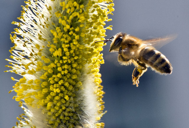 Sept pesticides à interdire pour protéger les abeilles
