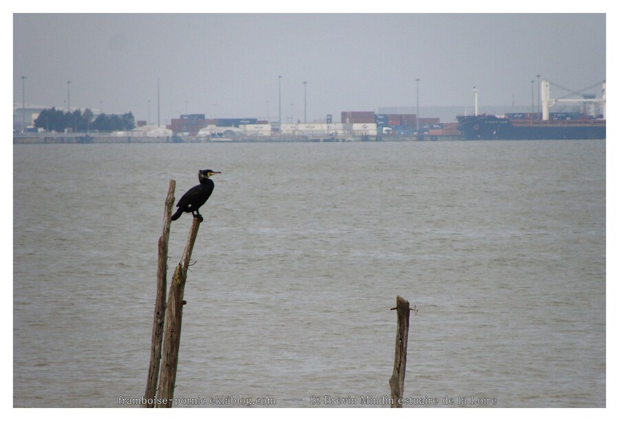 L'estuaire de la Loire 