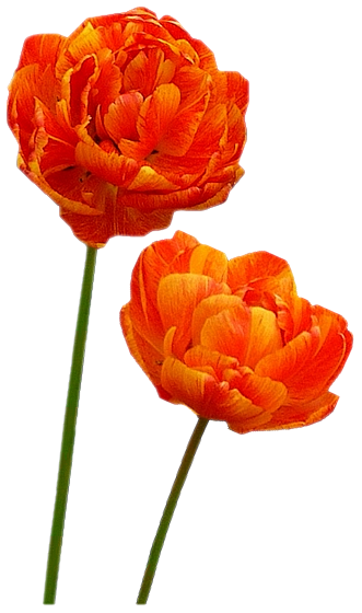 Tubes Fleurs