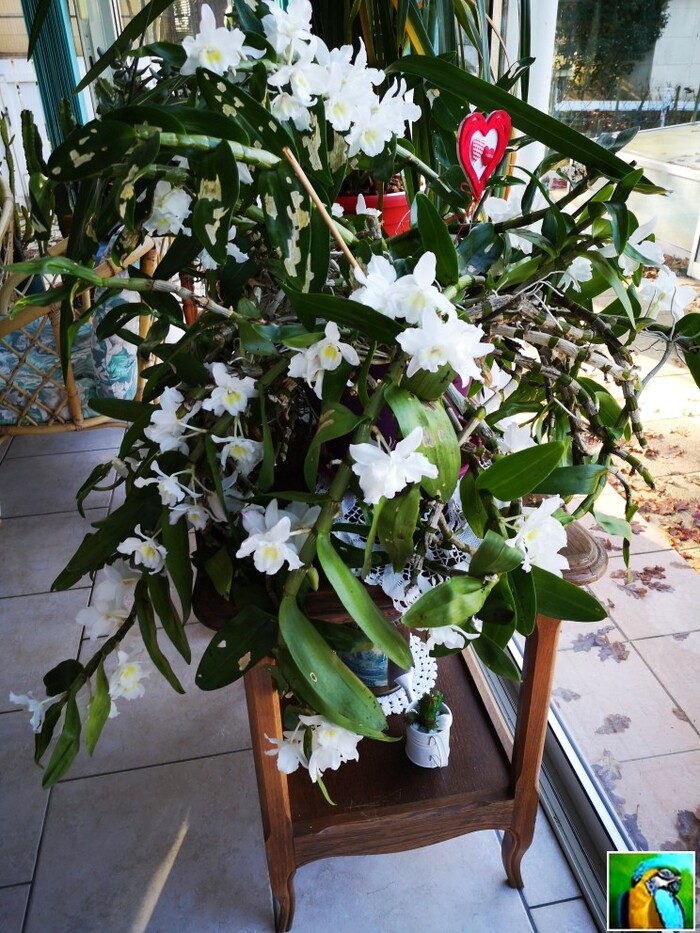 Mes orchidées bambous en décembre.