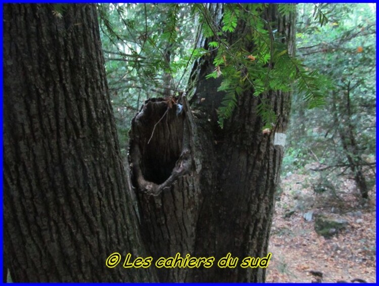 Ste Baume, la voie Gombault