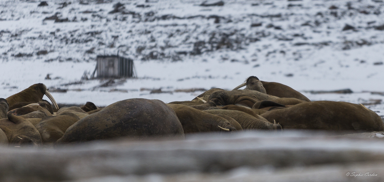 Les morses de Phippsøya