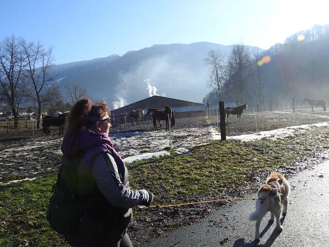 3 loups en Savoie sur Ugine