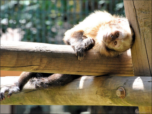 Photos de capucin à poitrine jaune (Zoo de la Palmyre)