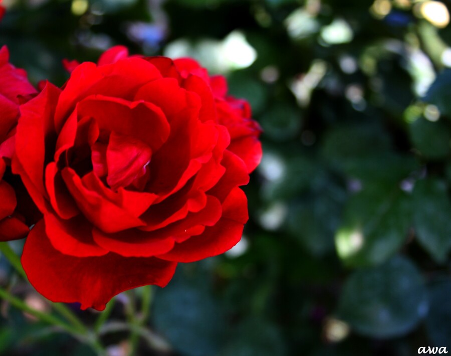 Bon dimanche, avec de belles roses !!!