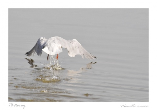 Mouette rieuse