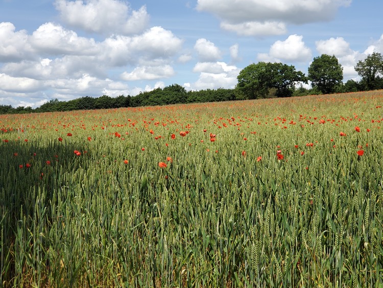 Coquelicots dans un champ de blé