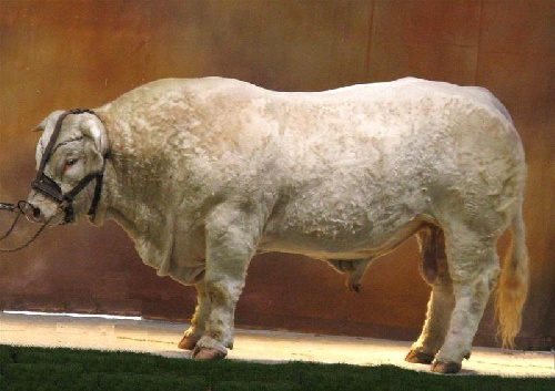 Bacchus