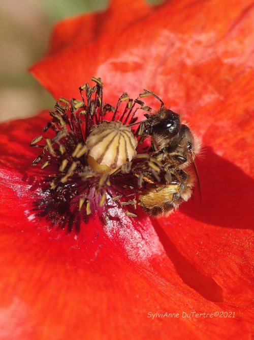 Coquelicot, Papaver rhoeas