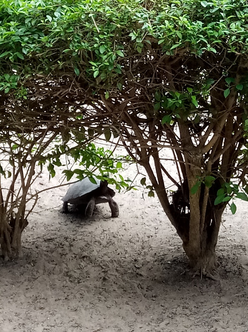 Isabela, spécial tortues terrestres à Puerto Villamil