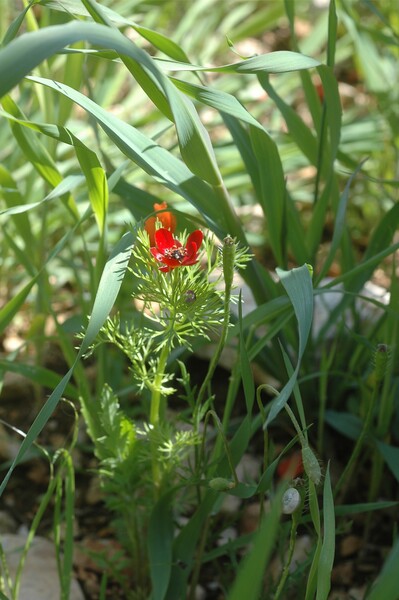 Adonis annua et Papaver argemone