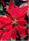 poinsettia.jpg