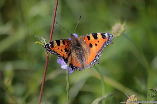 Une petite tortue si si !!!! - Aglais urticae - Hauteville (01) - Mai 2020