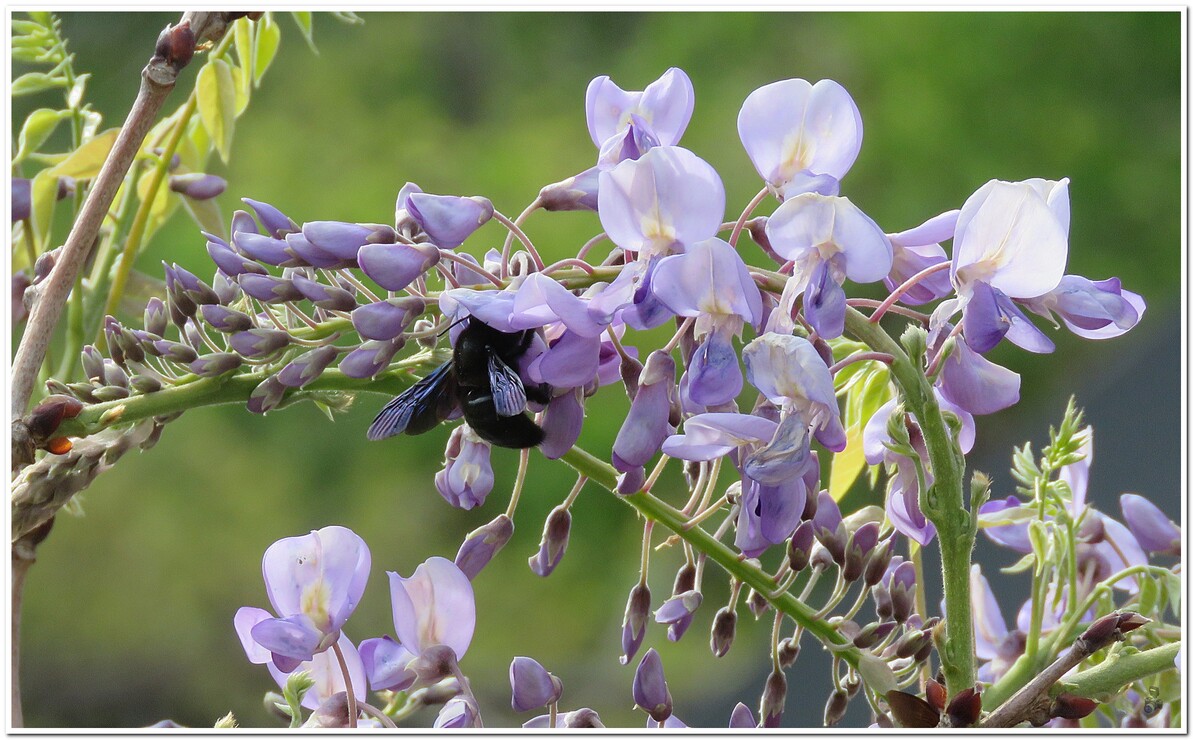 MON COIN GLYCINE 2022