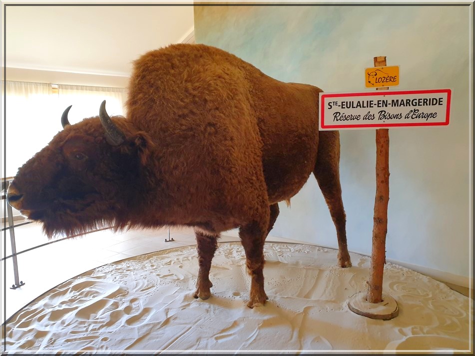 998 - Réserve de Bisons à Sainte Eulalie en Margeride en Lozère (48)