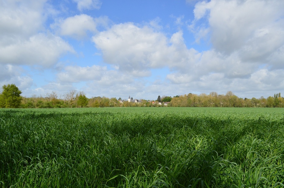 Rando Beaugency/Lestiou