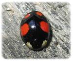  Harmonia axyridris, la coccinelle asiatique