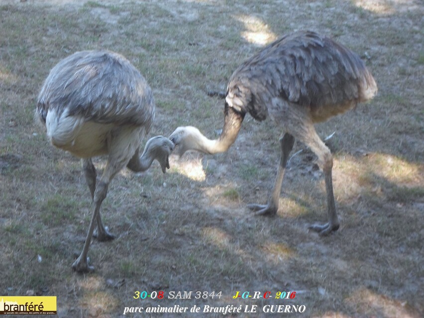 PARC DE BRANFERE LE GUERNO 56190      D   25/12/2016